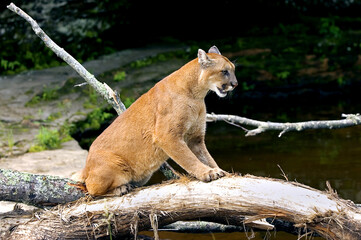 Cougar Scratching Log