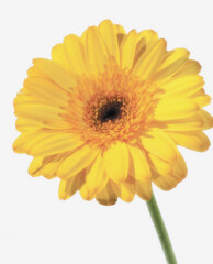 Yellow Gerbera Daisy