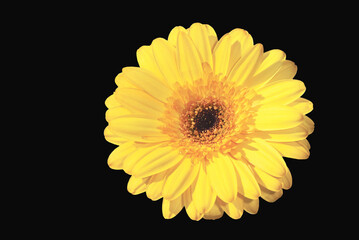 Yellow Gerbera Daisy