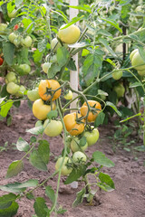 large branch with green and orange unripe tomatoes. growing organic vegetables in a greenhouse or garden
