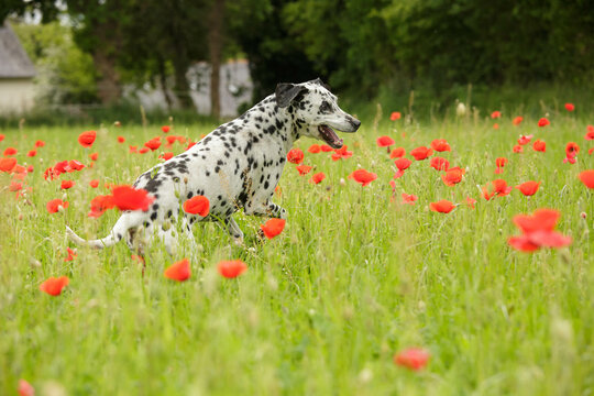 course de coquelicot