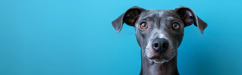 Greyhound puppy portrait on wall, pet party invitation, dog with cute face, with copy space for text,Adorable Greyhound Puppy Portrait Gracing a Festive Party Invitation. Charming 4K Wallpaper for Pet