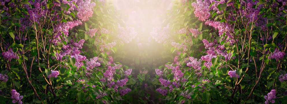 Lilacs flowers bloom in spring  fantasy fabulous garden on mysterious fairy tale springtime floral background with sun light, beautiful mystical blooming nature, wide panoramic sunny banner.