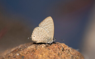 Dakhan Pale Four Line Blue(Nacaduba Hermus Sidoma)Butterfly