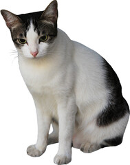 Black and white tabby cat facing straight