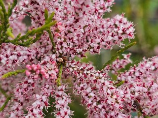 pink and white flowers,flowers in the garden, flowers close-up