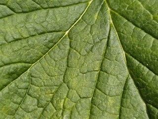 green leaf texture