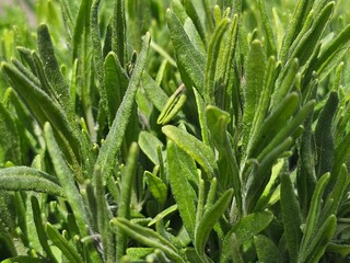 lavender, lavender leaves
