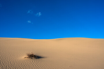 Gentle slopes of sand dunes are featured under a clear blue sky with a few small clouds floating above. A single clump of dry grass interrupts the otherwise smooth and barren desert landscape