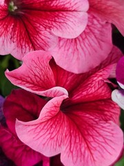 pink hibiscus flower