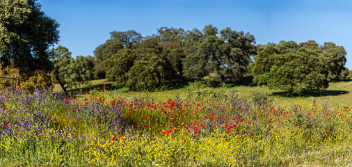 flowering wooded grasslands in spring, near Cazalla de La Sierra, Sierra Morena, Sierra Norte de...
