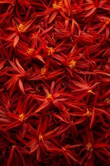 Fototapeta premium Saffron texture background, crocus sativus flowers pattern, dry herbal petals banner, aromatic herbs