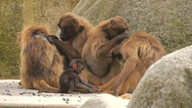 Red monkey family. A small baby monkey near the mother monkey sitting on the stones slow motion.