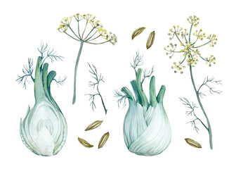 Fennel roots, flowers and seeds isolated on white background. A set watercolor illustrations.