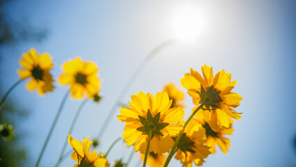 Yellow flowers (Lance-leaved coreopsis, lanceolata or basalis) are blooming towards the sun like sunflowers