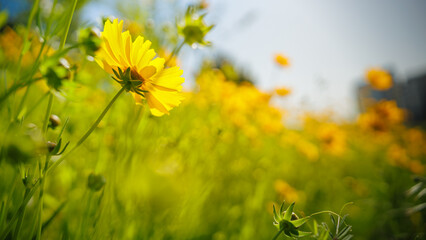 Beautiful yellow flowers (Lance-leaved coreopsis, lanceolata or basalis) are blooming in the meadow or field (green and orange unfocused background)