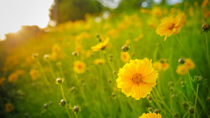 The moment of sunset, Beautiful yellow flowers (Lance-leaved coreopsis, lanceolata or basalis) are blooming in the meadow or field(green and orange unfocused background)