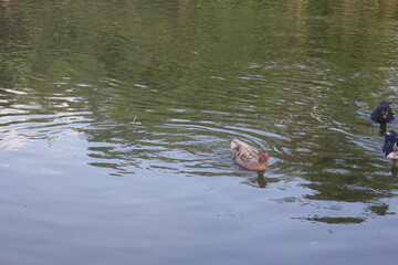 Pato en un lago