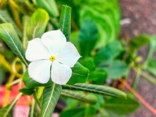 Fototapeta premium Close-up of white flowering plant, Kota Regency, Indonesia