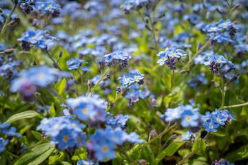 flowers of forget-me-not in the garden