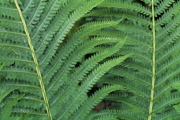 Ostrich Fern