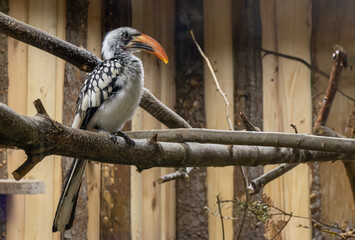 Red-billed toko, or red-billed tok
