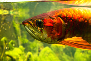 Red Arowana. Big red fish