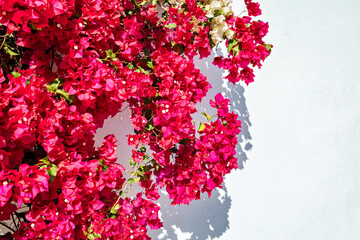 Pink Bougainvillea flower on white background. White wall covered in bougainvillea against the blue...