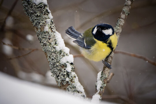 Great Tit perched on a branch: