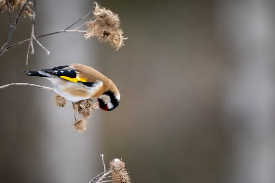 Goldfinch feeding on thistle
