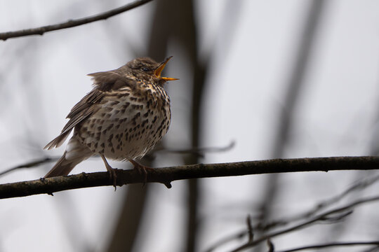 Male Song Thrush singing on a branch
