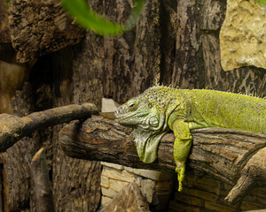 iguana on a branch
