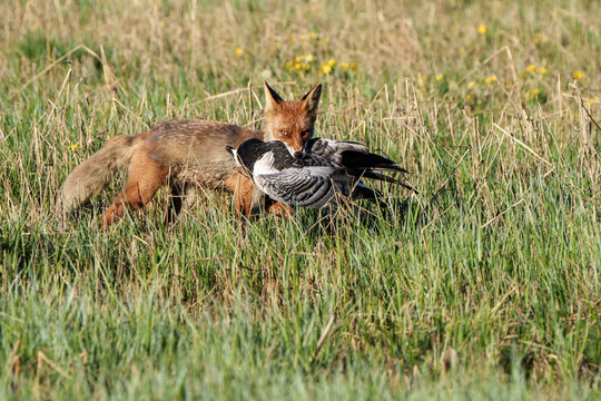 Fox with prey,  a fox carrying a Barnacle Goose