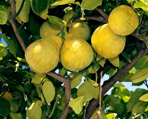 growing tropical fruits pomelo  close up