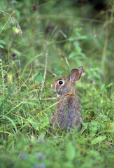 Cottontail Rabbit