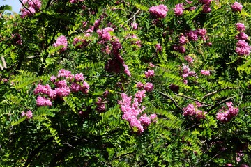 Fototapeta premium pink flowers of red robinia acacia tree in summer
