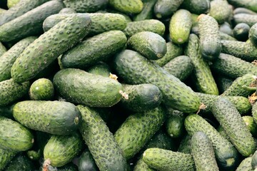 green raw cucumers for tasty salad close up