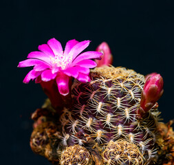 Sulcorebutia crispata - close-up of a short-spined cactus blooming with crimson flowers in a...