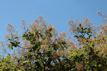 decorative tree Cotinus coggygria blooming at spring 