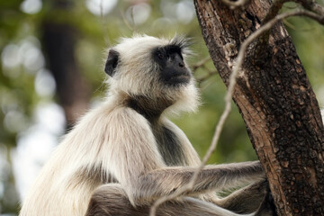 Singes Langur dans le Parc National de Pench au Madhya Pradesh en Inde