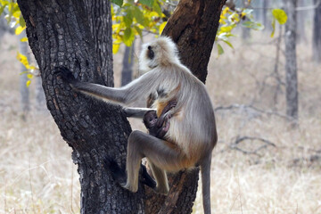 Singes Langur dans le Parc National de Pench au Madhya Pradesh en Inde