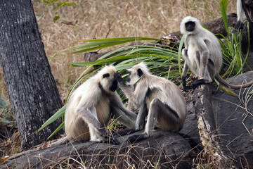 Singes Langur dans le Parc National de Pench au Madhya Pradesh en Inde