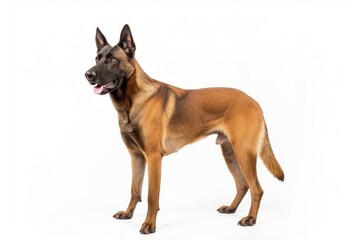 Belgian Malinois Protective Stance: Feature a Belgian Malinois in a protective and alert stance. photo on white isolated background