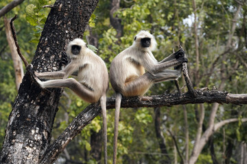 Singes Langur dans le Parc National de Pench au Madhya Pradesh en Inde