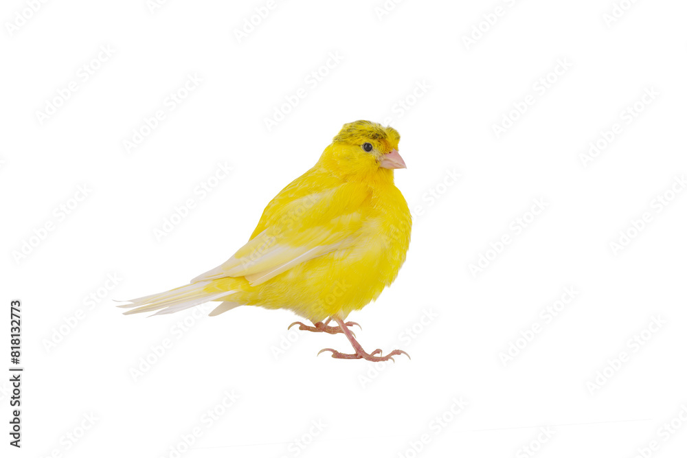 Canvas Prints canary isolated on white background