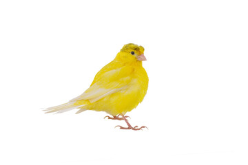 canary isolated on white background