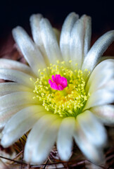 Pediocactus intertextus (Echinomastus intertextus) - white cactus flower with yellow stamens and crimson pistil in plant collection