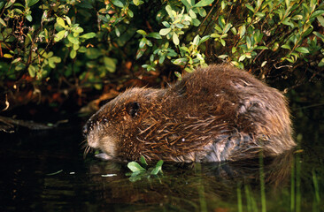 Beaver In Water