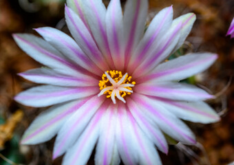 Thelocactus lausseri - close-up of a blooming cactus with long spines in a botanical collection