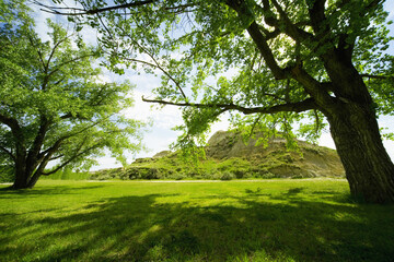 Fototapeta premium Green Trees